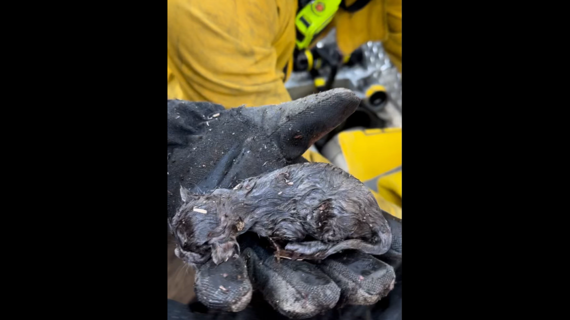 Aside from being a bit dirty and damp, the eight 1-week-old kittens were in good shape.