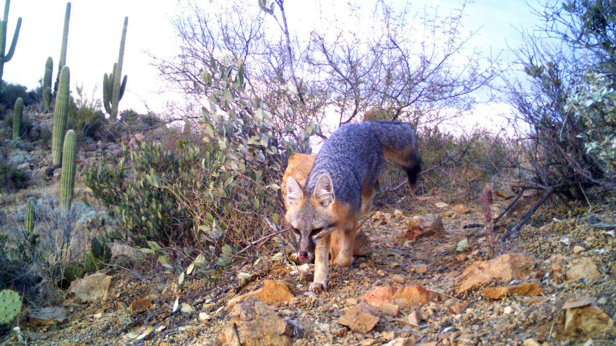 File photo of a gray fox at Saguaro National Park in 2022. A gray fox was euthanized April 5 after it attacked three hikers within the park.