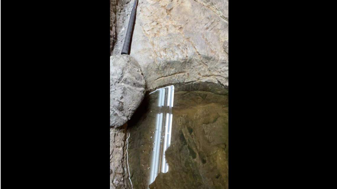 A massive 19-foot-long creature dropped off at a California reptile zoo may be the biggest of its species in the world.