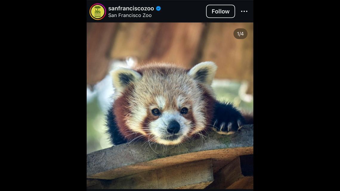 A beloved 12-year-old red panda died at a California zoo, zookeepers said.