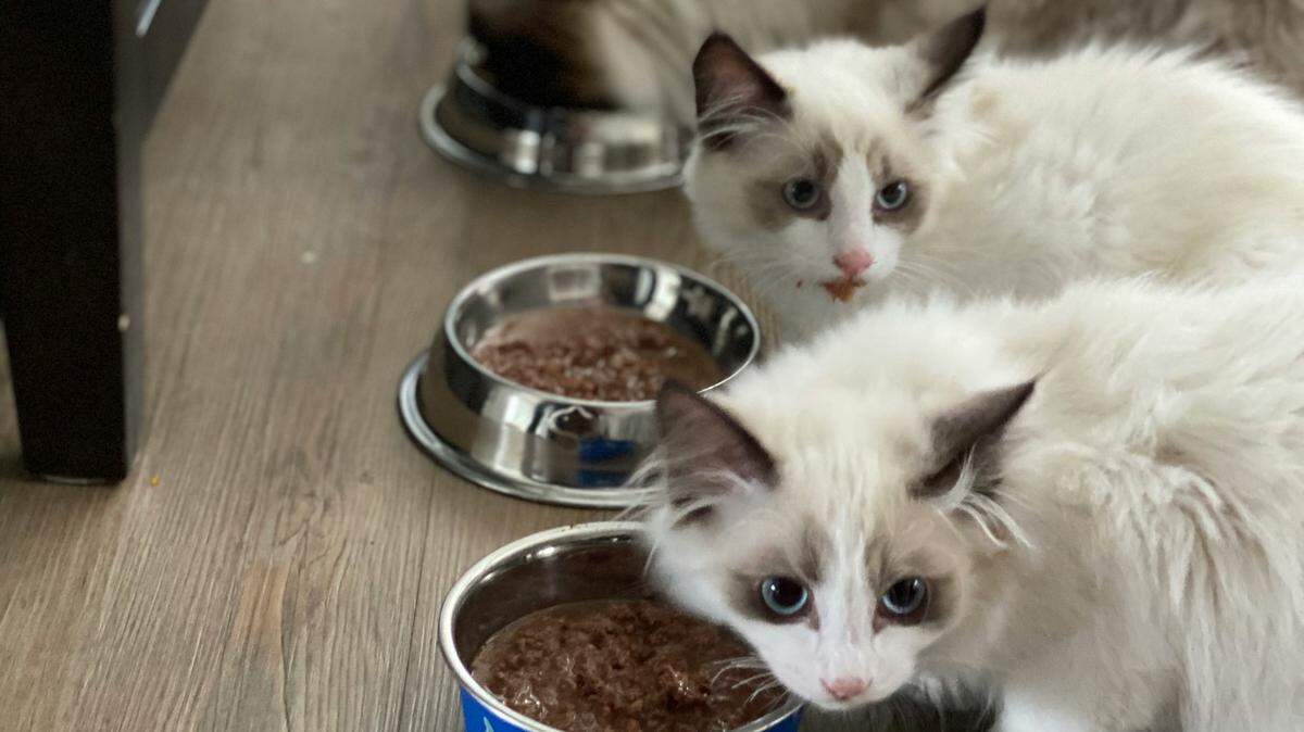 Over 50 British Shorthair and Ragdoll cats (not the ones pictured here) were rescued from a single home in California, cops said.