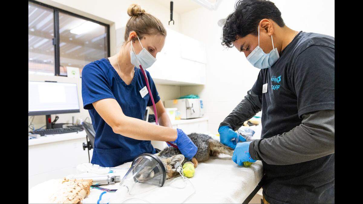 The badly burned fox spent months recovering at the Ramona Wildlife Center, a nonprofit said.