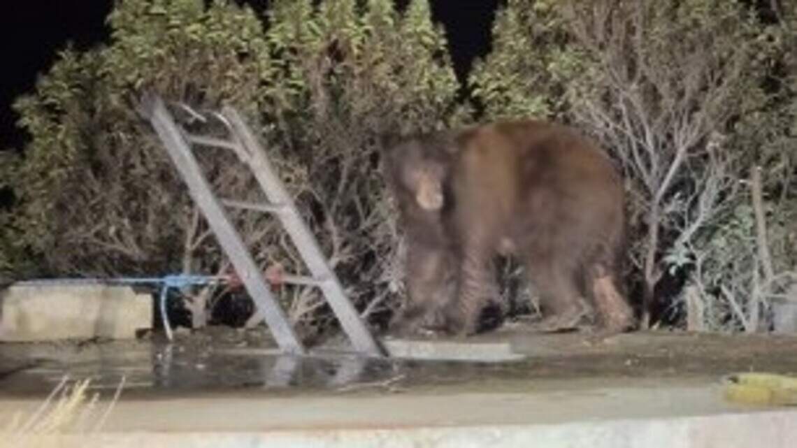 ‘Very lucky’ family of bears rescued from Southern California water tank