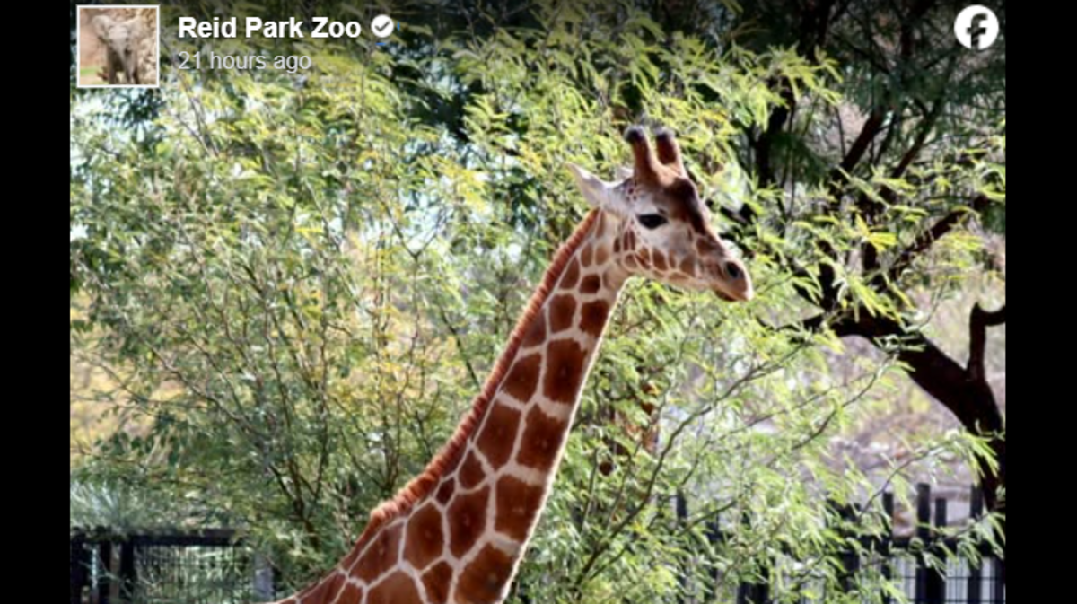An Arizona zoo has to modify its giraffe enclosure after one animal got out.