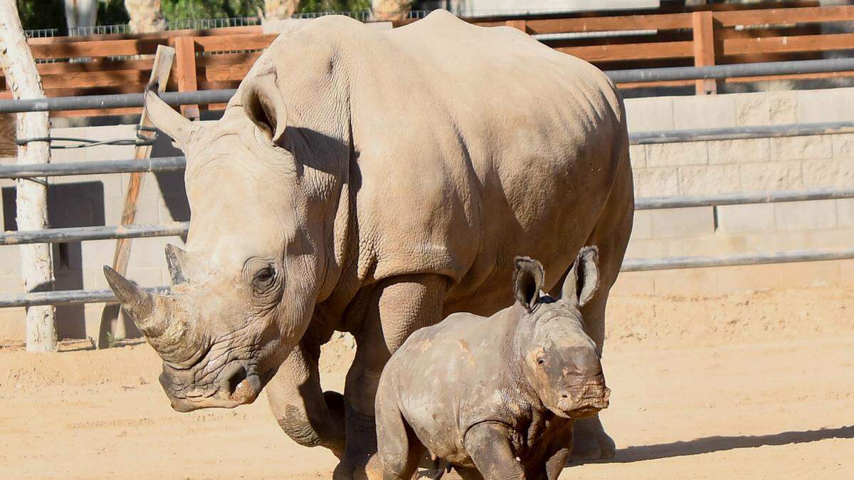 A rare type of rhino was born at an Arizona zoo. Officials say it’s the most significant birth in the zoo’s history.