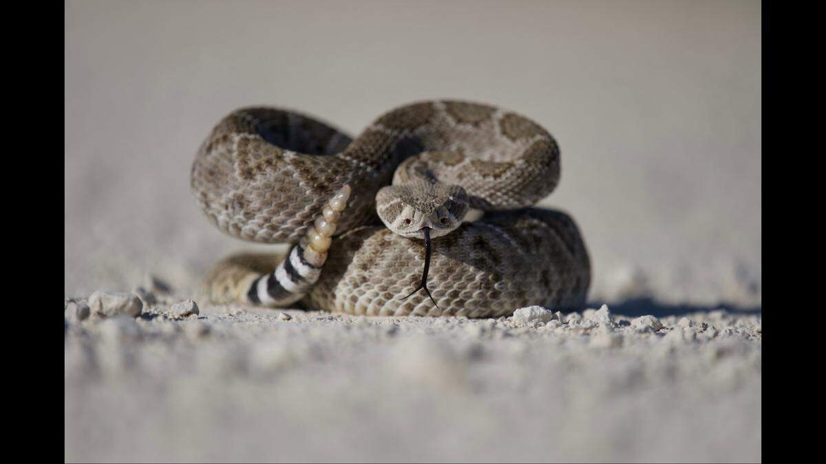 A 13-year-old was airlifted to a hospital after being bitten by a rattlesnake, not the one pictured, on a rural California property, according to a sheriff’s office.