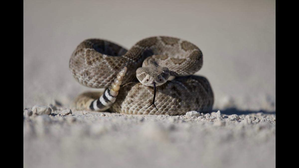 A 13-year-old was airlifted to a hospital after being bitten by a rattlesnake, not the one pictured, on a rural California property, according to a sheriff’s office.