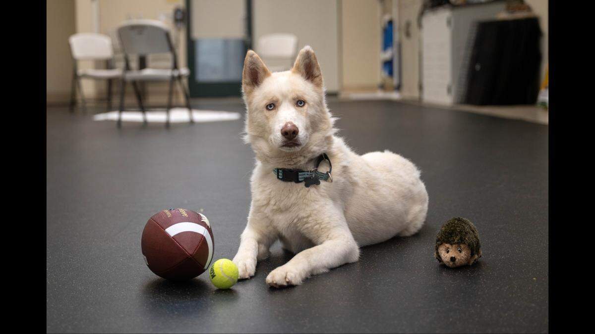 Riley is looking for a “special home” that can accommodate both his medical and behavioral needs, a shelter says.