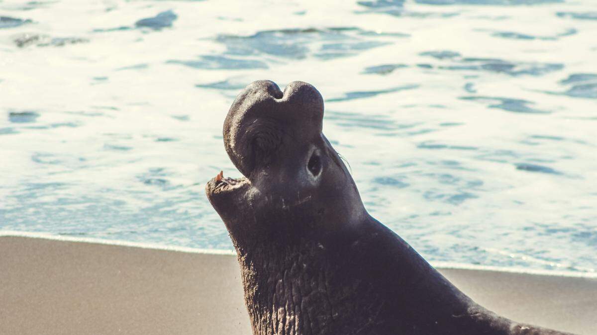 Two people were seen on camera throwing rocks at an elephant seal on Point Reyes National Seashore, rangers say.