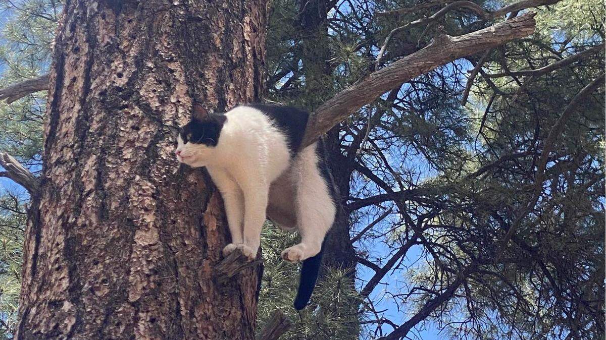 Firefighters at Grand Canyon National Park saved a cat stuck hanging over a branch high in a tree, photos show.