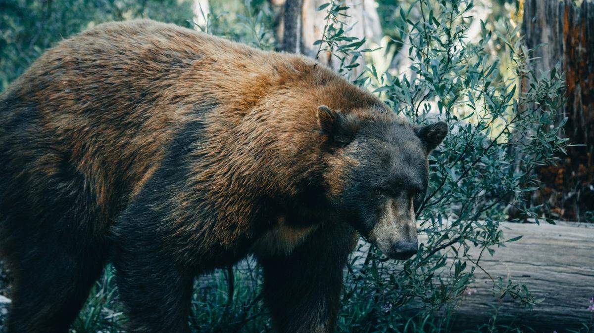 A large 430-pound bear (not the one pictured here) was hit and killed on a road in Northern California, wildlife officials said.