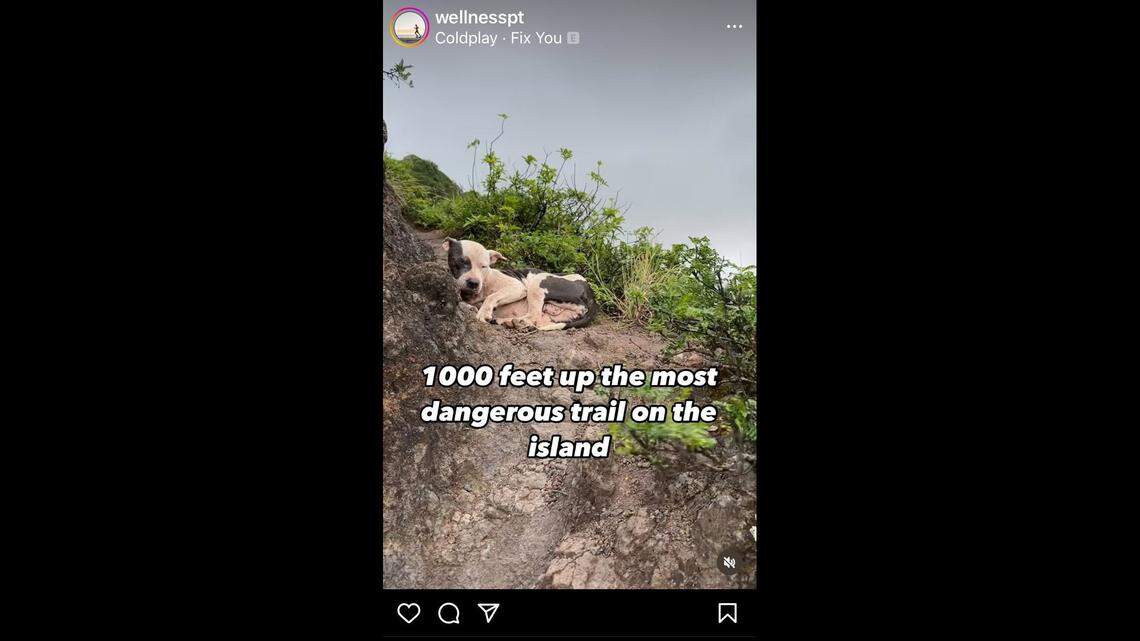 Sergio Florian stumbled upon a lost dog curled up on one of the most dangerous trails on the island of Oahu — and jumped into action to save her.