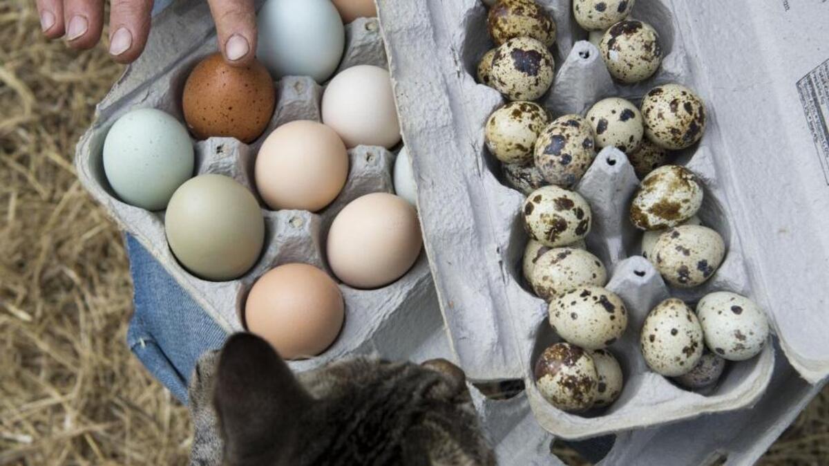 Kathryn MacRoberts, a small farmer with Laughing Duck Farm in Newcastle, shows chicken and quail eggs that she's collected as her barn cat gets in a peek in 2015.