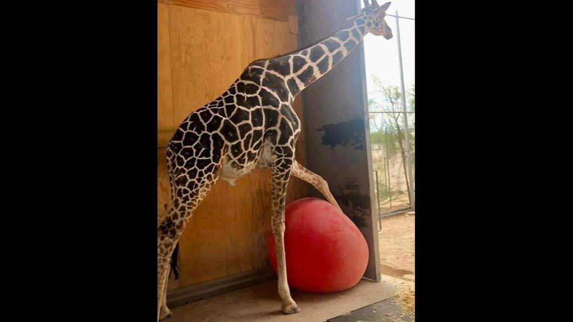 Ozzie, a giraffe at the Lion Habitat Ranch in Henderson near Las Vegas, Nevada, died after stumbling and falling in his pen early Friday, Aug. 2, sanctuary officials say.