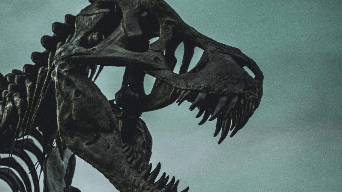 A new study reveals that a skull presumed to have belonged to T. rex (shown here) belongs to a different species altogether.