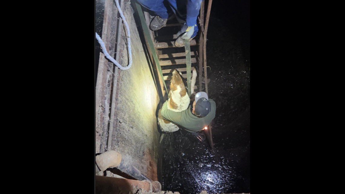 A 117-pound dog was rescued after falling and getting trapped in a filthy grain storage bin, according to a Utah animal rescue.
