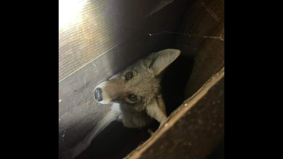 “The coyote tried to hide in a wall, thinking he was invisible,” officials said.