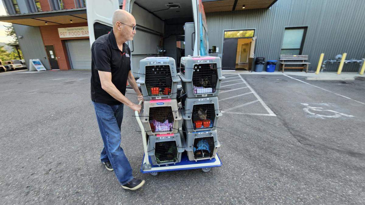 Greg Faber drives Seattle Humane’s transfer vehicle, carrying pets from the airport. Seventeen cats were flown from Hawaii to the animal shelter in Washington following the recent devastating wildfires in Maui.