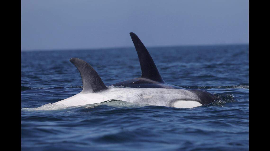Almost exactly a year ago, Frosty was spotted off Palos Verdes.