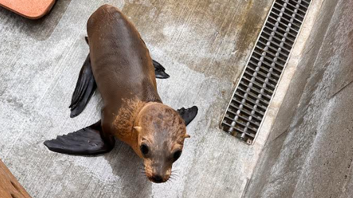 A severely malnourished sea lion pup jumped into a college rowing team’s boat in need of help in California.