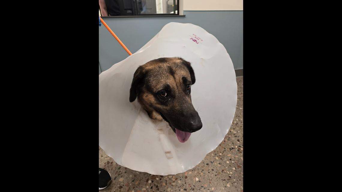 Junum pictured post-surgery.