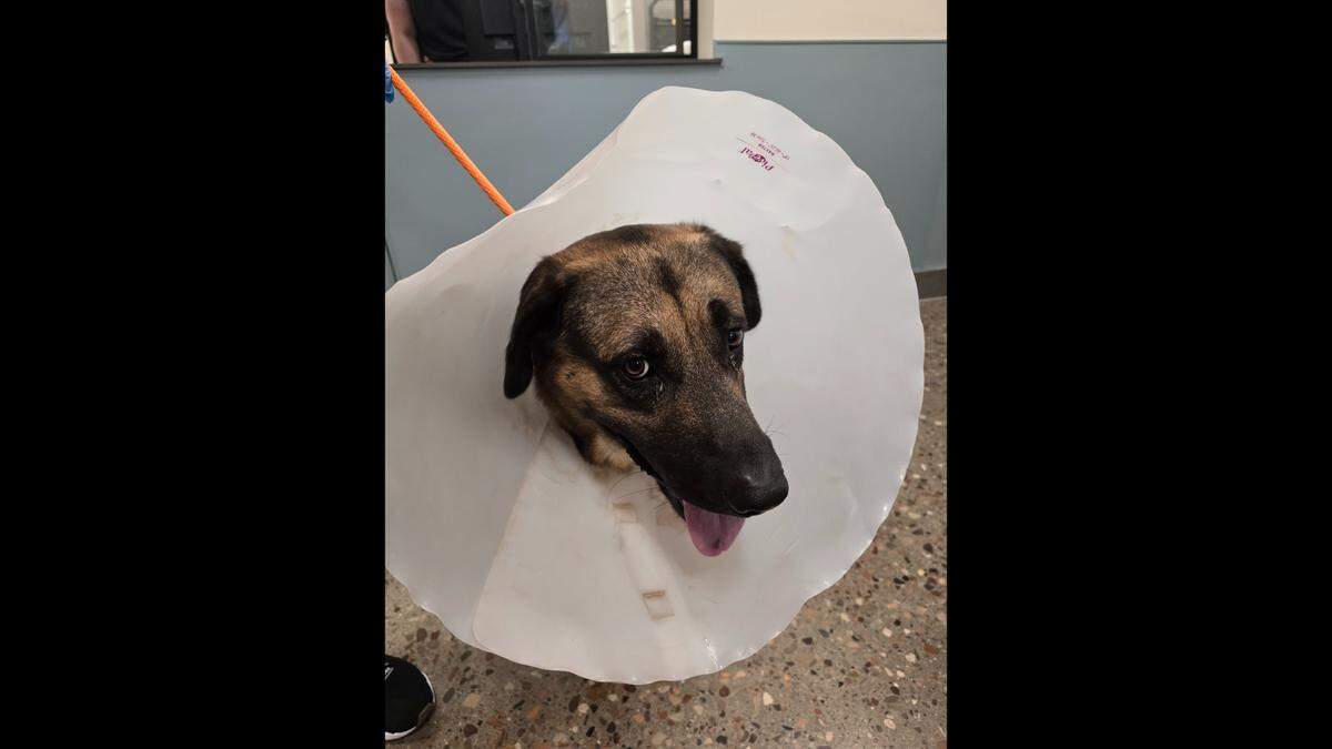 Junum pictured post-surgery.
