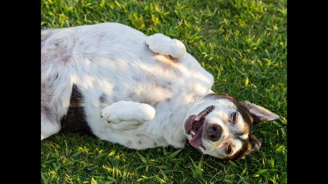 Dorothea found a new home after her June rescue.