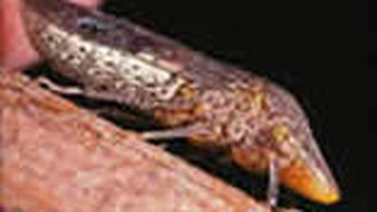 Invasive glassy-winged sharpshooters have been found on grapevines sold at Costco stores in Sonoma, Marin, Solano and Yolo counties in Northern California, officials warn. The invasive leafhoppers spread a harmful bacteria which causes a disease that will eventually kill the grapevines, according to the USDA.