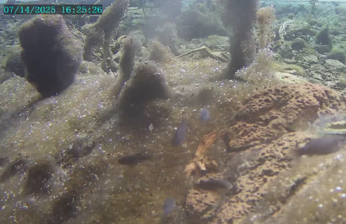 A July 14 photo shows the algae undisturbed in the cavern before the earthquake.