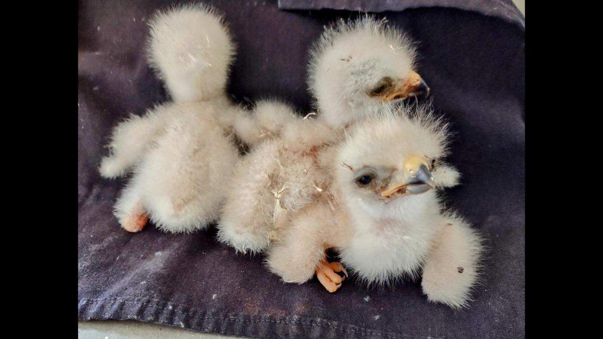 Months after a nest was found on “a perilous perch,” the chicks were released back to the wild, according to an Arizona energy company.