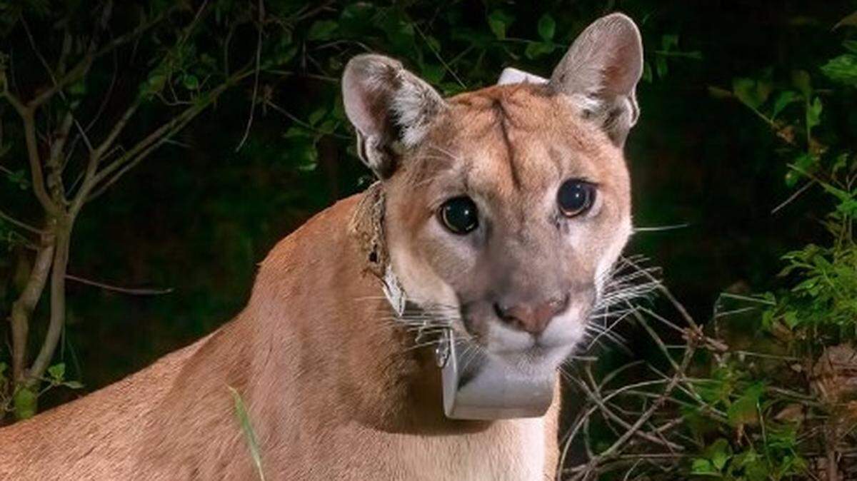 Her two cubs are still a few months from becoming independent under normal circumstances.