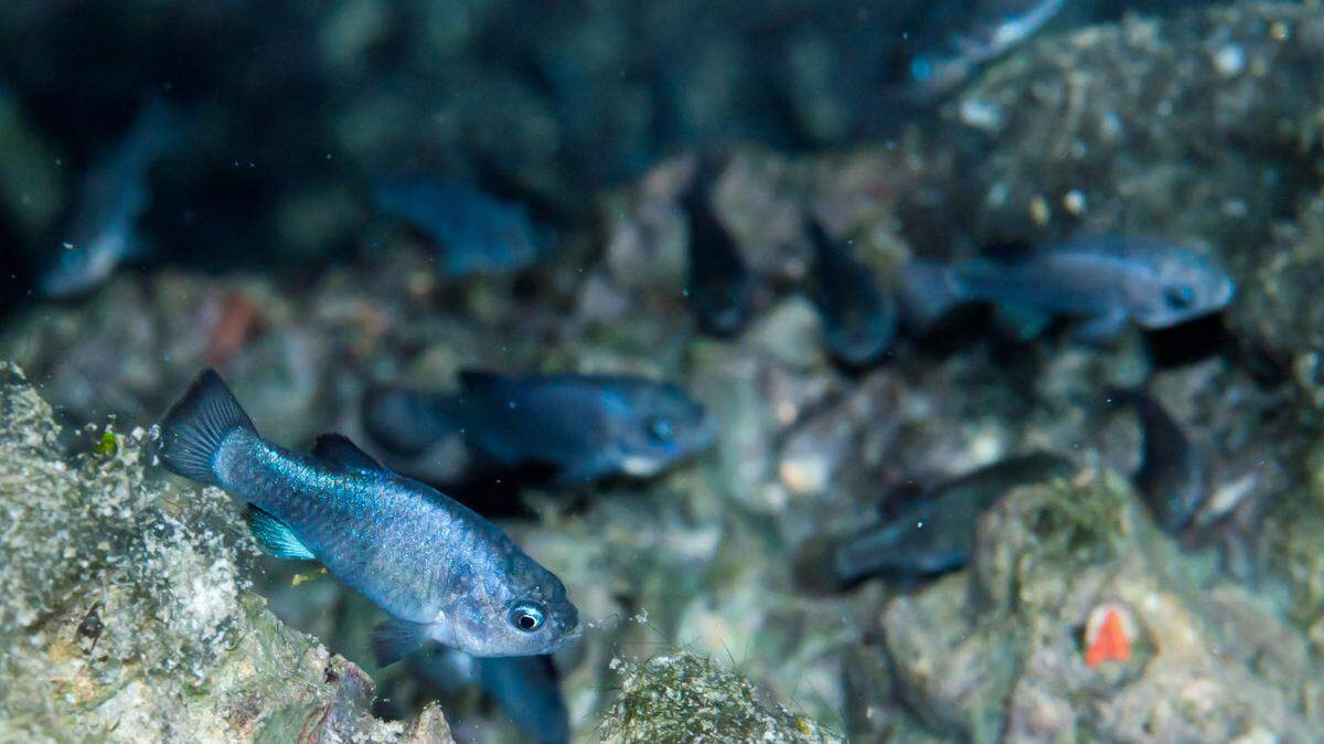 Devils Hole pupfish are pictured. The rare and endangered fish live in a protected 500-foot limestone cavern in Death Valley National Park.