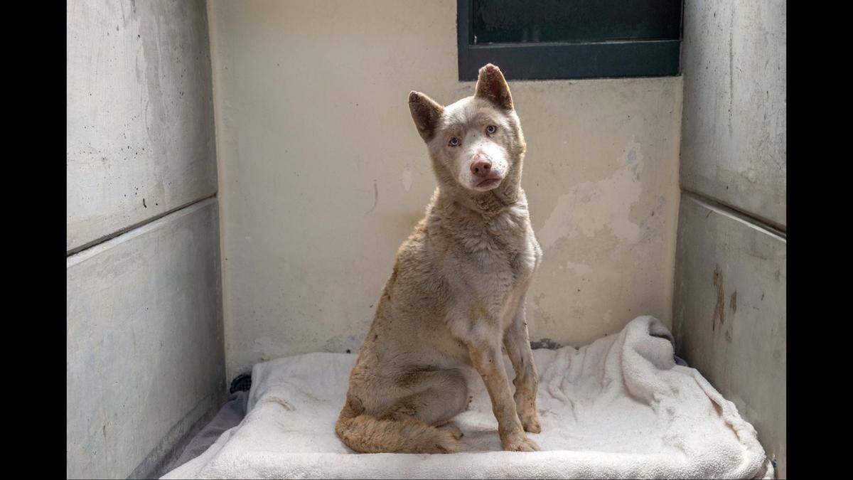 With his extensive injuries, the shelter said “for a while, he couldn’t even leave his kennel to enjoy playtime or other fun activities.”