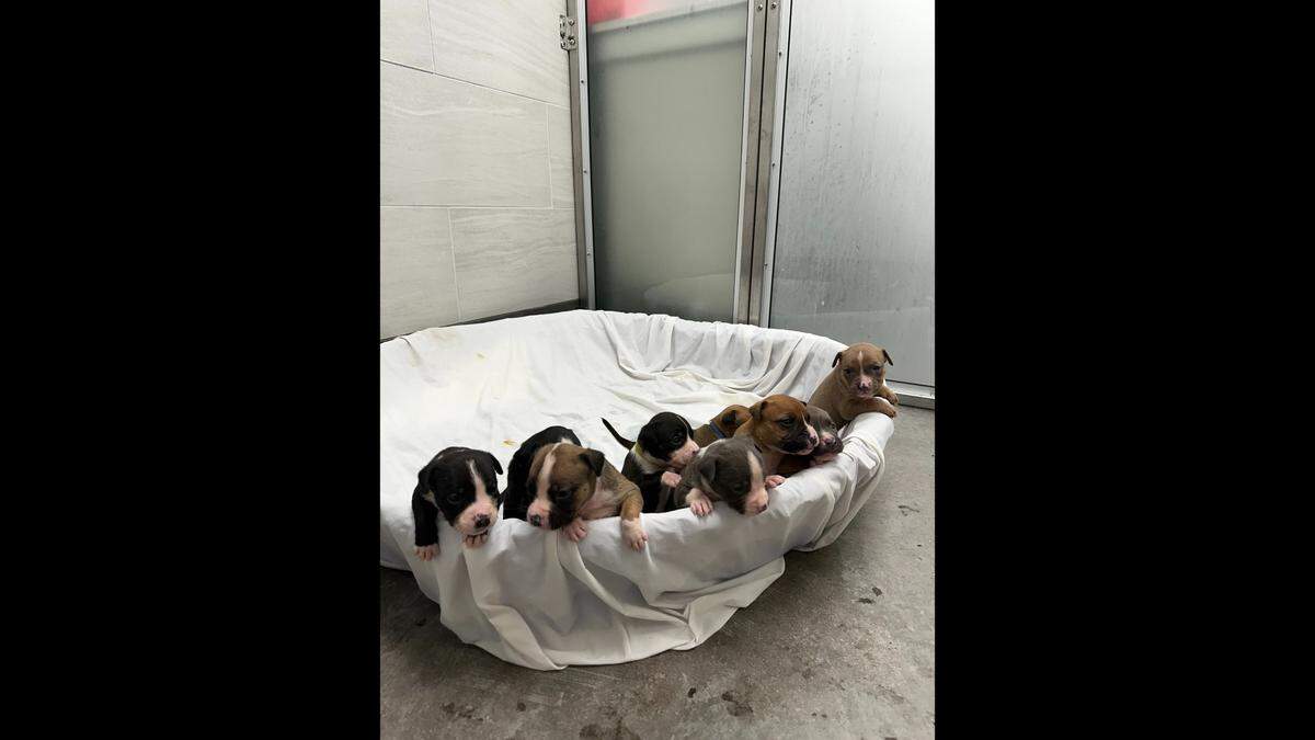 Rainbow Brite was found in the Arizona heat with her nine puppies, the nonprofit said.
