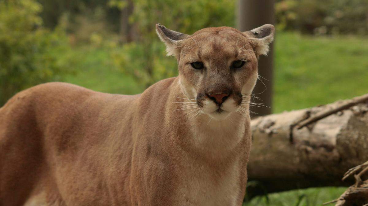A mountain lion (not the one pictured) was euthanized, Oregon deputies said.