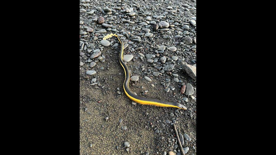A yellow-bellied sea snake is shown after washing ashore in Hawaii.