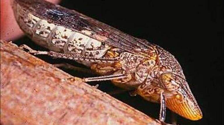 CA’s glassy-winged sharpshooter fight gets more state funds to protect wine grapes