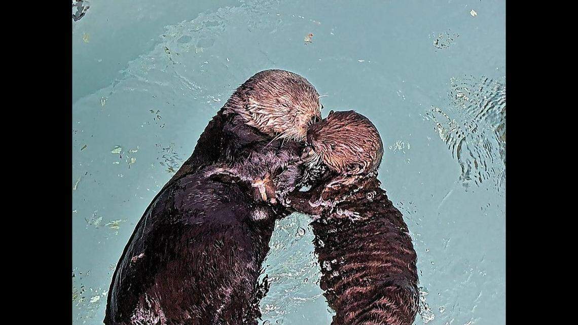 An orphaned sea otter pup was paired with a surrogate mother with the goal of it being released back into the wild, a first for a California aquarium.