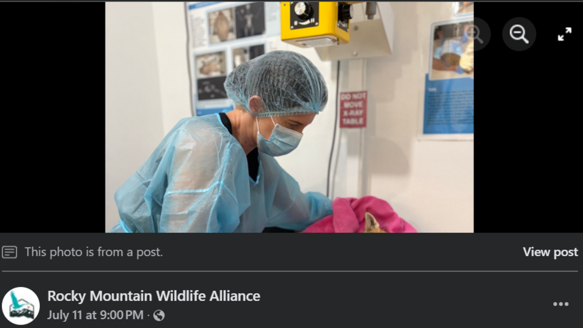 Extremely rare creature recovers at Colorado wildlife rehab. See the ‘fighter’