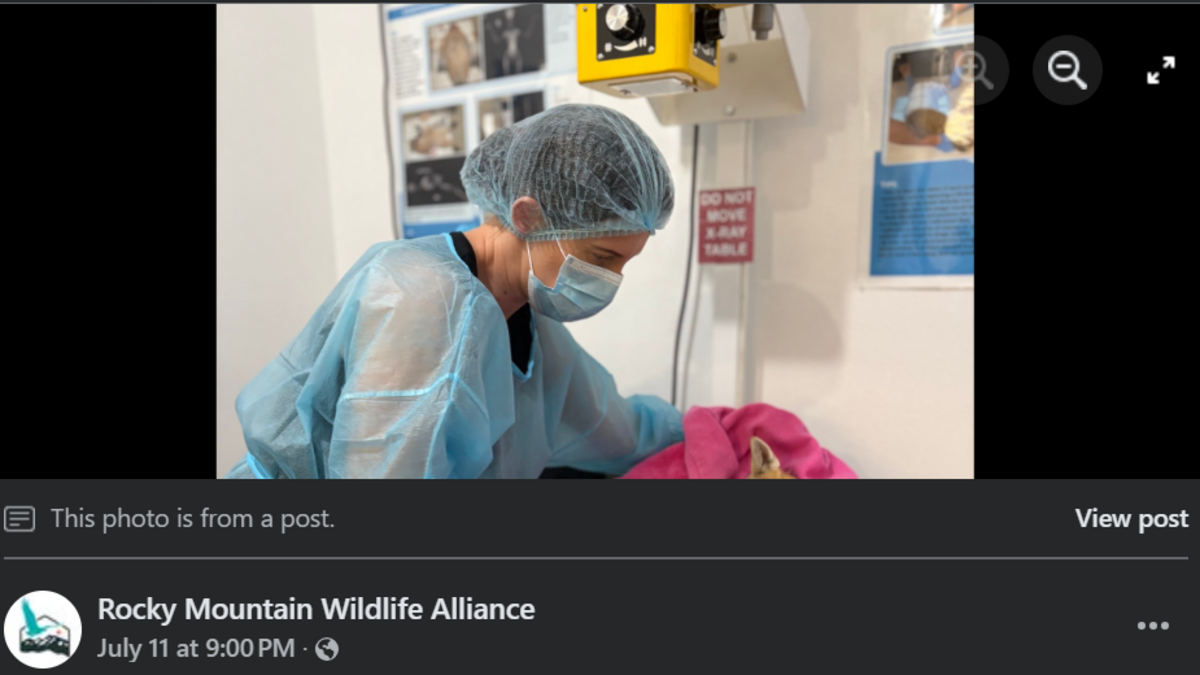 An extremely rare creature is fighting for its life at a Colorado wildlife rehabilitation center, officials said.