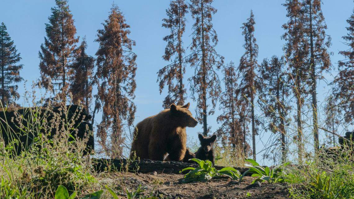 A jogger ran past a bear cub (not the bears shown here) in an unincorporated California neighborhood — and was chased by its angry mother, officials said.