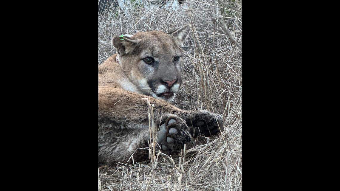 Officers captured a mountain lion roaming through a California neighborhood and released it with a tracking collar.