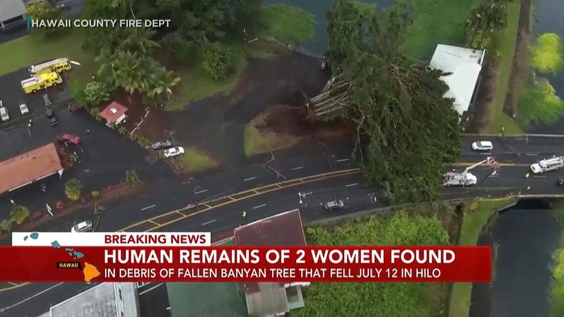 A banyan tree fell in Hawaii on July 12, and human remains were found in the debris days later, police said.