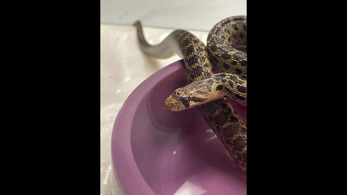 The workers promptly closed the container after spotting the snake, officials said.