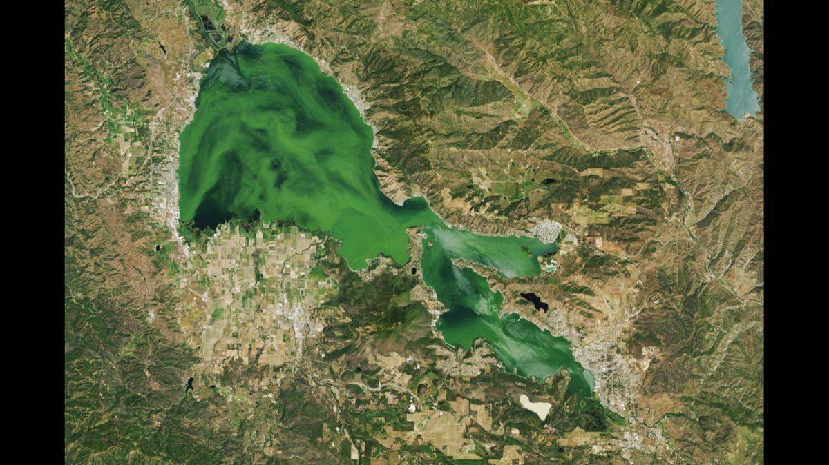 Algae blooms in Clear Lake have turned the Northern California lake so green that the hues are visible from space, NASA satellite photo shows.