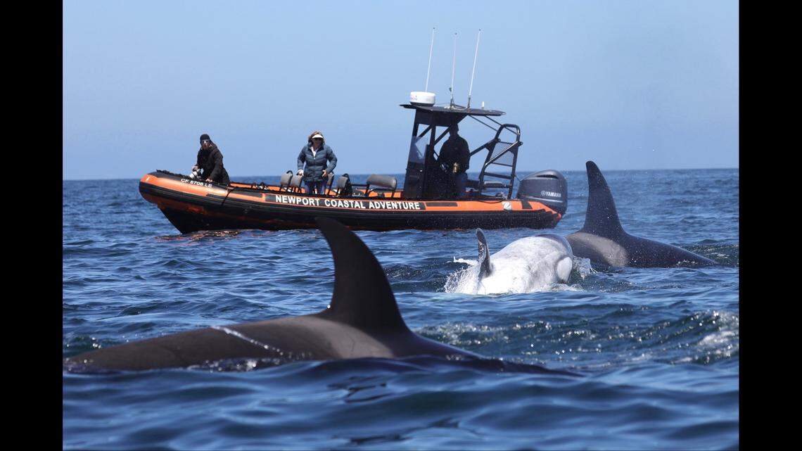 &nbsp;Frosty, a white killer whale, was spotted off the coast of Newport Beach on April 29, 2024.
