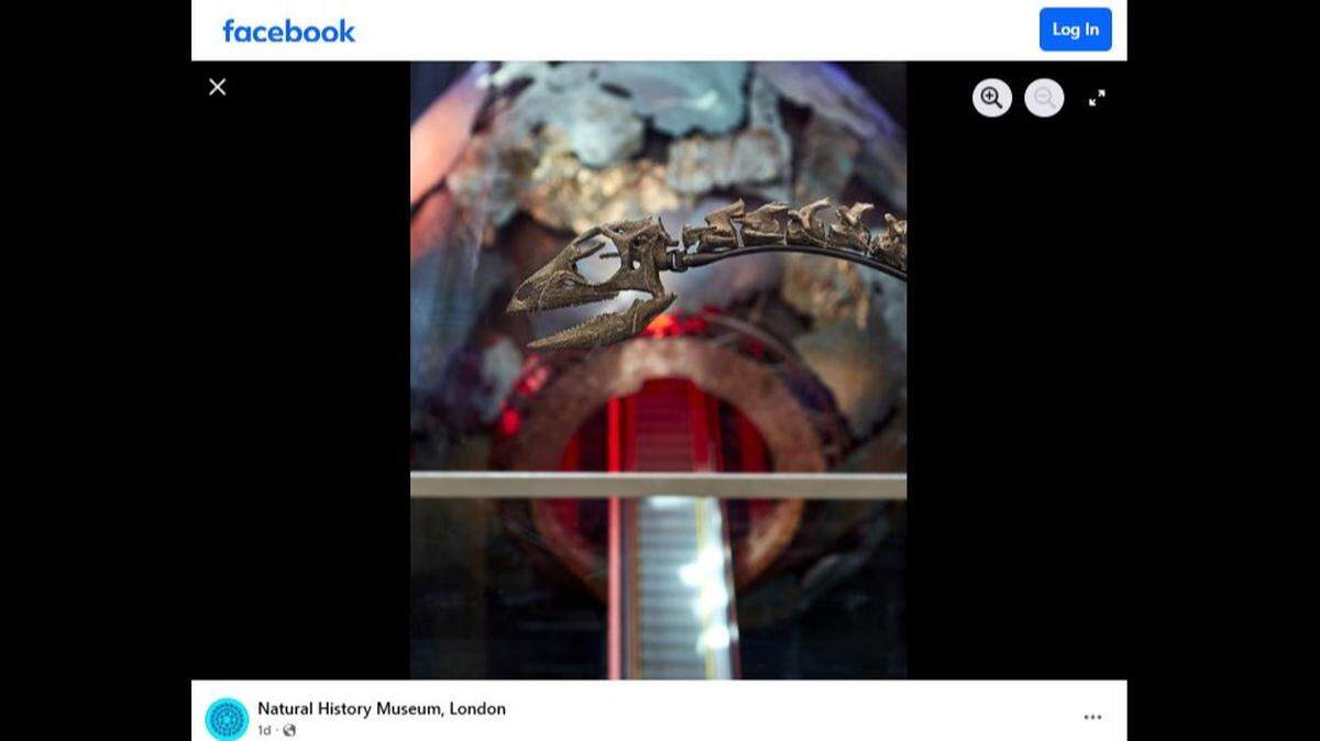 The National History Museum in London is displaying Enigmacursor mollyborthwickae, a new dinosaur species, researchers said.