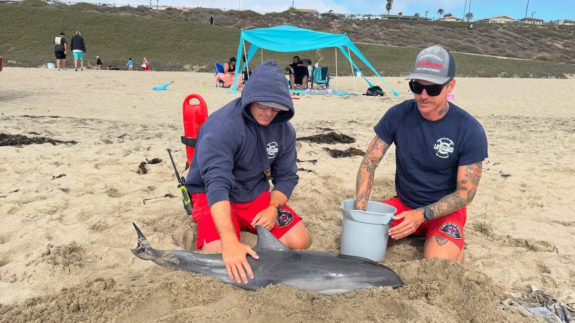 Lifeguards stabilized the dolphin and kept it hydrated until the Marine Mammal Care Center took over, officials said.