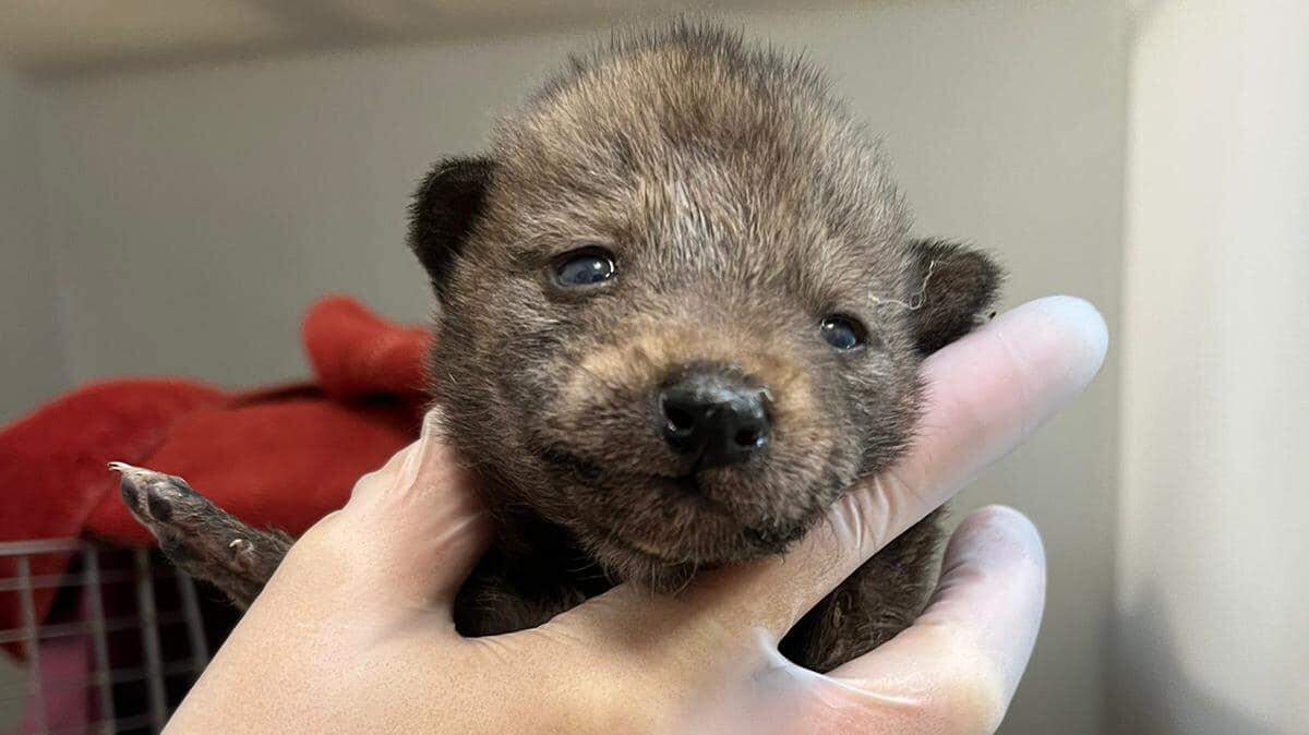 Wildlife rehabilitators are caring for four coyote pups that were taken from a homeowner’s yard in California — and hope to release them back into the wild “where they belong” once they’re old enough.
