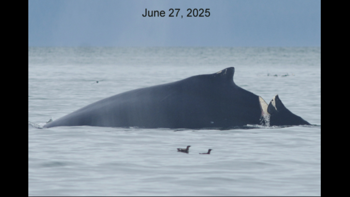 The humpback whale had a “deep gash” that was potentially only hours old, Alaska rangers said.